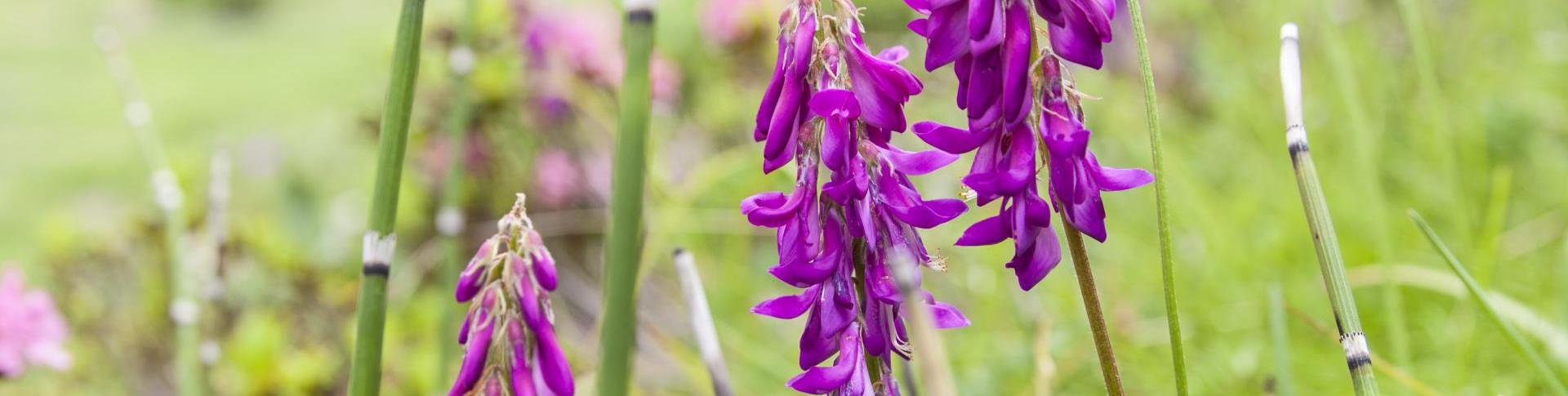 aconitum-napellus