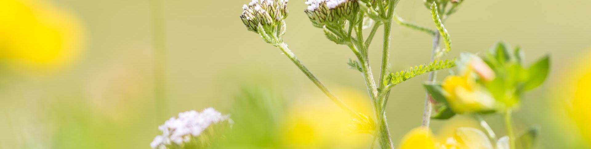 achillea