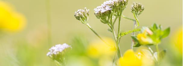 achillea