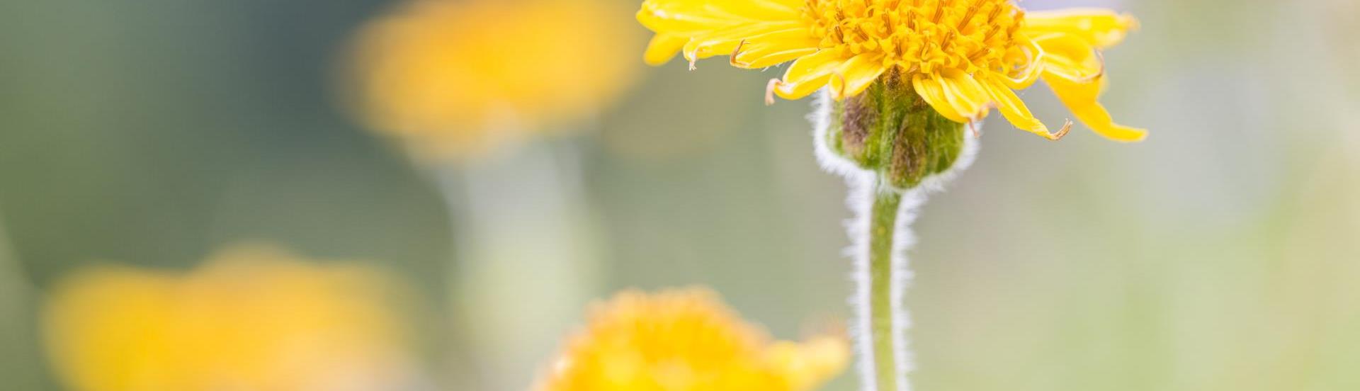 arnica-montana